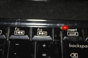 Ladybug on computer
