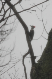 Pileated Woodpecker seen from the terrace