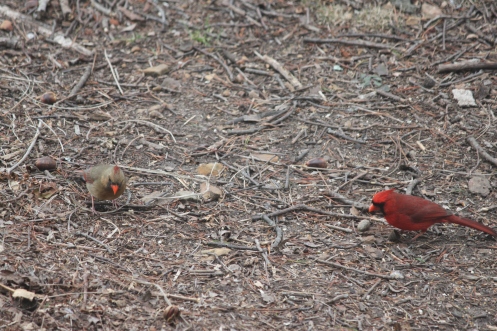 Northern Cardinal pair